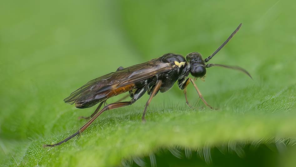 Aglaostigma aucupariae (Red-belted Cleaver).jpg